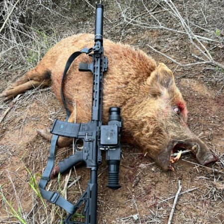 Hog Hunting