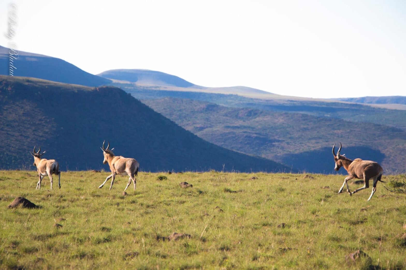 Texas Nilgai Hunting