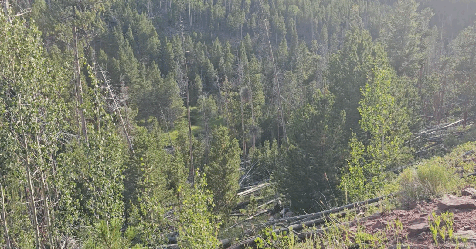 Caprock Sandhill Crane